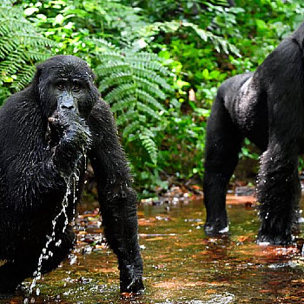 tour packages in Uganda